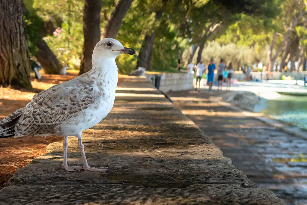 Promenade in Fažana, Istria